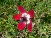 Blume;Türkei